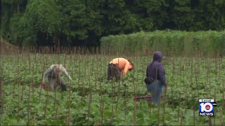 Trump threats of mass deportations could end up impacting Florida ag industry