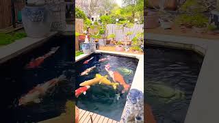 cute fish 💕☺️ #shorts #ytshorts #viral #viralshorts #cutefish #fish