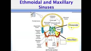 Bio4_Module 14_Ch23 Respiratory part 2