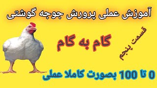 پرورش مرغ گوشتی در خانه صفر تا صد  قسمت پنجم