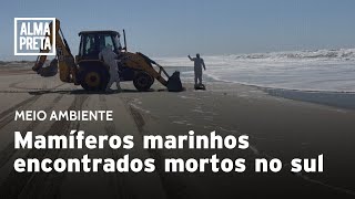 Mamíferos marinhos são encontrados mortos no sul do Brasil