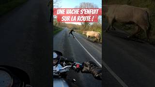 Une vache s’enfuit sur la route ! #shorts #vache #animals #cow #moto #motard #biker