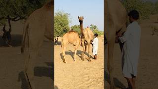 Camel milking time #shorts  #shortvideo  #youtubeshorts