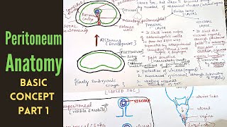 PERITONEUM ANATOMY PART 1