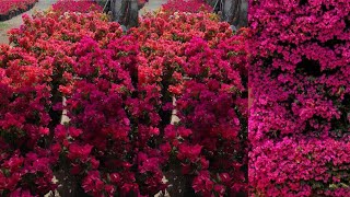 كيف تجعل زهور المجنونة تزهر عندك بغزاره طول الوقت. (Bougainvillea)اسرار المشاتل