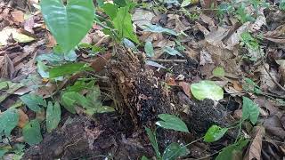 Cocoa farm én Honduras