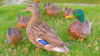 Mother Hen and Father Drake of the 7 Ducklings Family [4K] Mallard Ducks