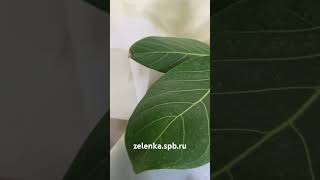 УЦЕНКА!!! Фикус Бенгальский Одри 17/50