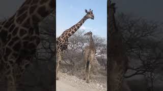 Etosha giraffes MOV