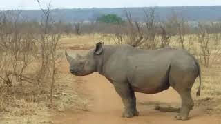 Rhino Family, The Big Sister, Victoria Falls Private Game Reserve Zimbabwe