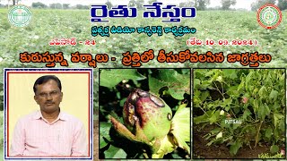 కురుస్తున్న వర్షాలు -  ప్రత్తిలో తీసుకోవలసిన జాగ్రత్తలు | Disease Management in Cotton |RN24| PJTSAU