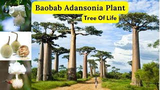 Baobab Adansonia Plant | Tree Of Life | Grow And Care Baobab Plant | Rare Garden