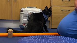 Kitten Leeroy having physiotherapy on a wobble ball | Fitzpatrick Referrals