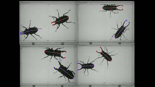 Social interaction behavior for four species of stag beetle