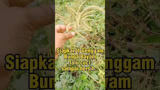 Bunga bayam ternyata ampuh atasi diabetes #bunga #ampuh