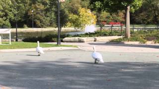 Swans crossing the street at Bowring Park