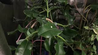 The Tardis Grow Tent or The High Hoya Hideaway