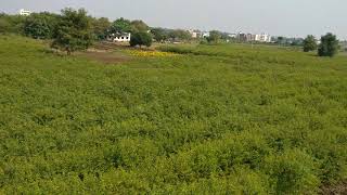 Demonstration & Seed Production activities on Redgram (PRG - 176) at Krishi Vigyan Kendra, Adilabad