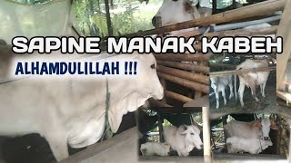 Sapi Kegiatan UPPO || Sapine Akhire Wis Manak Kabeh