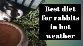 best diet for bunnies| rabbit diet | bunny cage management in hot weather