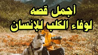 تعرف على أجمل قصه لوفاء الكلب للإنسان وسوف تستفيد منها الكثير.