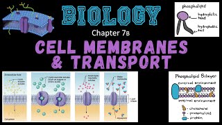 Cell Membranes & Transport