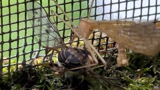 Eating A Horse Fly