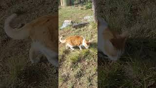 Kitten Big Boy Chubba RUNS to His Favorite Grasses... 🌱🌿 | Outdoor Mountain Tabby Bobcat