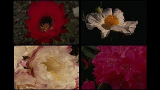 51006 Cactus Flowers SSTV PD120