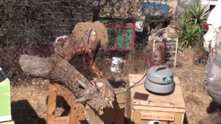 Removing a Feral Bee Hive from a Tree Limb