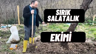 SIRIK SALATALIK EKİMİ VE SIRIK HAZIRLAMA (BAŞTAN SONRA HER ŞEY)