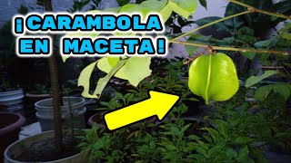 ¡Árbol de CARAMBOLA en MACETA con FRUTO!