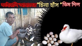 ফাইনালি আমাদের চিনা হাঁস ডিম দিয়ে দিল | cina hash | china hash  #চিনা_হাঁসের_খামার #graduate_farmer