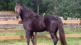 Horse Ranch life: Moving horse bands from one pasture to another!