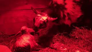 GRAPHIC! Nigerian Dwarf Birth - Eclipse’s long labour and delivery! The most beautiful goat kids!