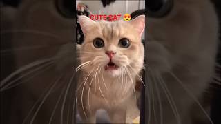 CAT MEOWING 🐈