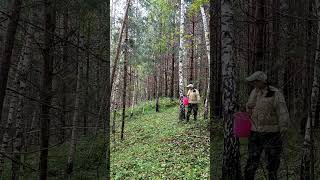 Поход за грибом. Нижегородская область. #грибы