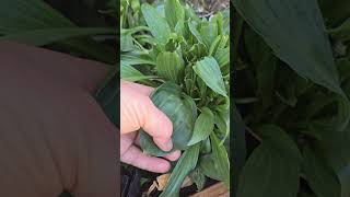 Identifying Plantain