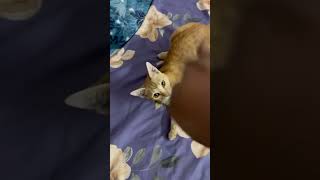 Me and my cat at 3Am |  #kungfu #fight #catlover #catvideos #catfunny