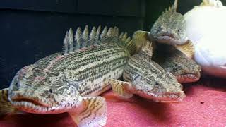 P.bichir  species "LAPRADEI BICHIR"