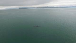 Whale fining on the water's surface