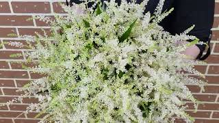 Kytice 100 Astilbe Washington - Florea.cz