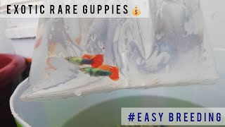 how to Breed exotic guppies to produce many fry at home easily