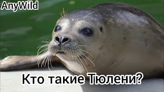 Кто такие Тюлени? Интересные и Малоизвестные факты о Тюленях! AnyWild!