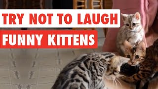 Cute and funny kittens