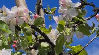 Весеннее цветение яблонь восхищает и завораживает!/ The apple tree is blooming/New Zealand 🇳🇿