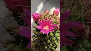 Pinky! #gardening #flowers #spring #hobby #cactus #mammillaria