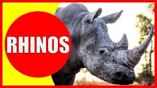 RHINOS FOR KIDS – Rhino Facts for Children, Kindergarten and Preschoolers