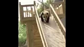 Animal Vines 97 | Panda