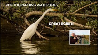 Bird Photography-Photographing Great Egrets